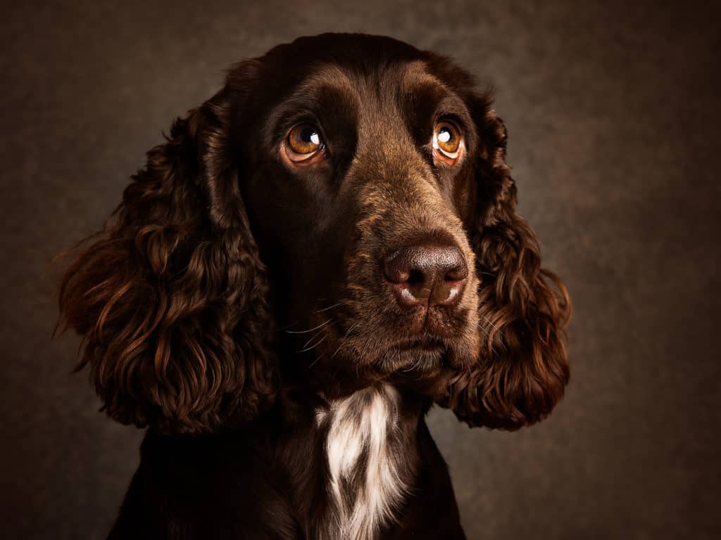 Cambridge Pet Photographers