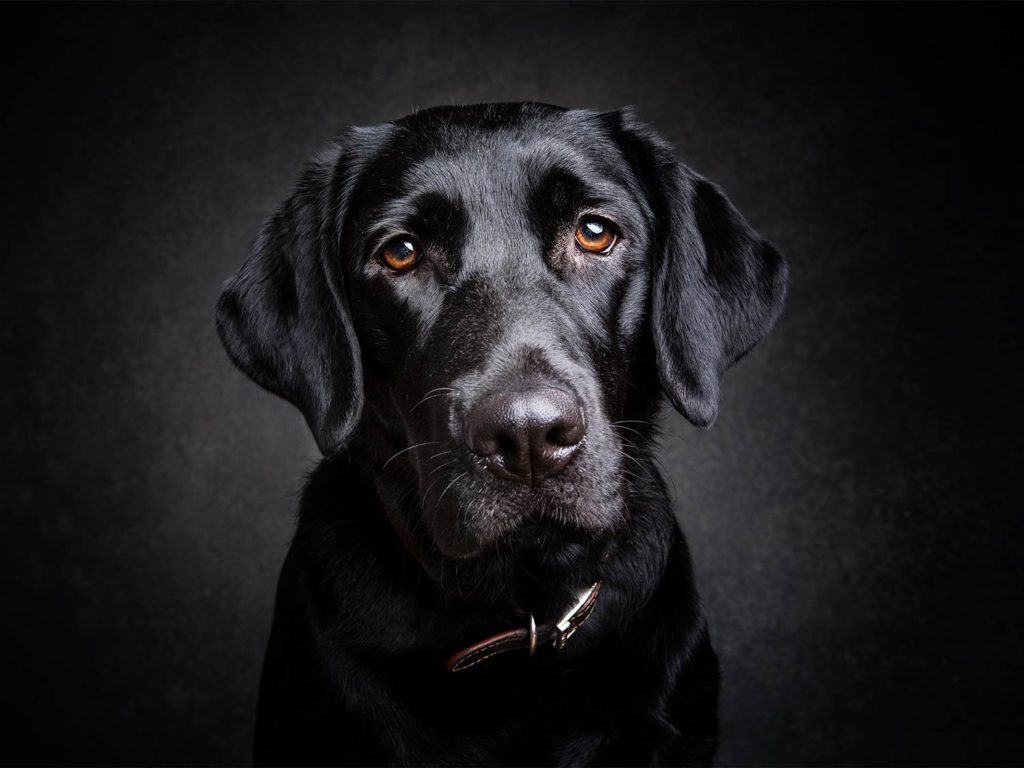 Black Labrador