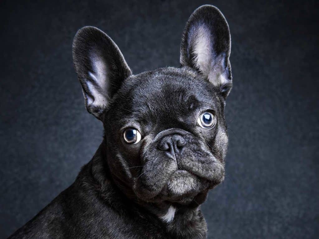 Little Black Dog Portrait