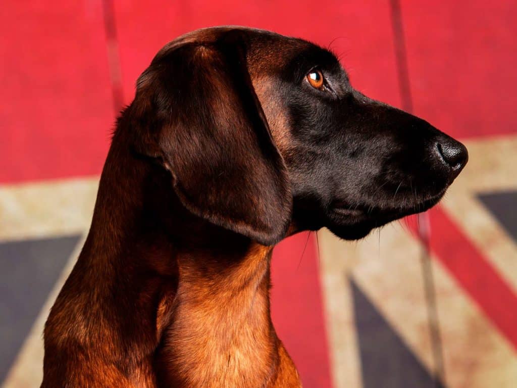 Dogs Portrait Photography