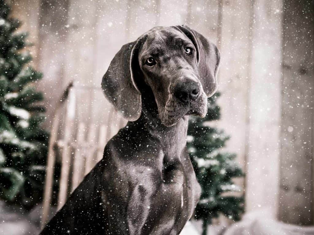 Great Dane Puppy Photoshoot