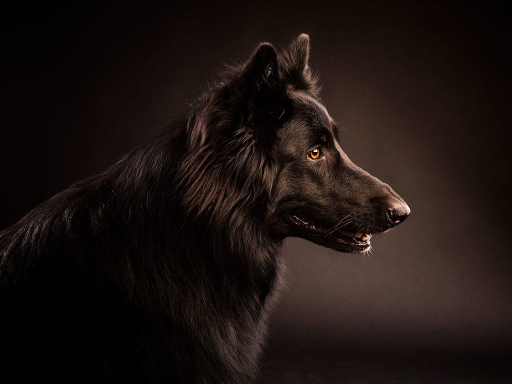 German Shepherd in Dumbletons Studio
