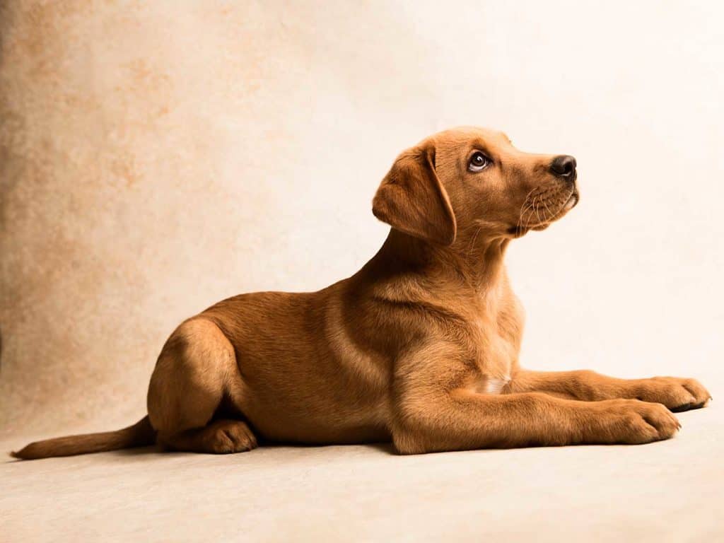 Cut Puppy Photo Session