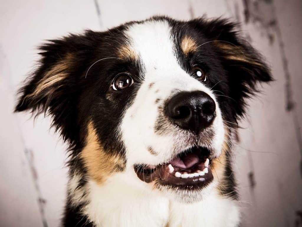 Puppy Photo Session Cambridge