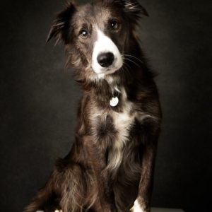 Pet Photographer in Cambridge